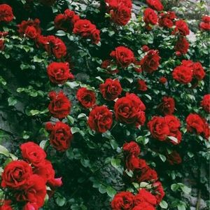 Meet your Posher, Luis